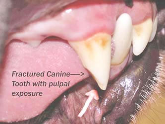 Fractured canine tooth