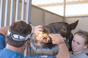 Dr. Kimberlin prepares to work on a horse's teeth