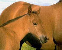 Dental care is important throughout your horse's life.