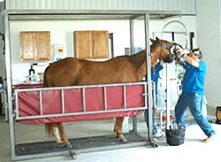 Horse in chute for dental treatment