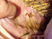 Poorly maintained teeth can cut the inside of the horses mouth