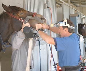 Routine dental exam prevents problems in your horse's mouth