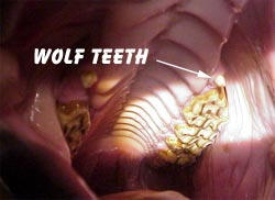 Wolf Teeth