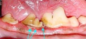 Periodontal disease in a dog